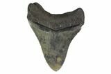 Fossil Megalodon Tooth - Georgia #144363-1